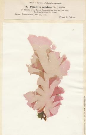 Porphyra miniata.jpg